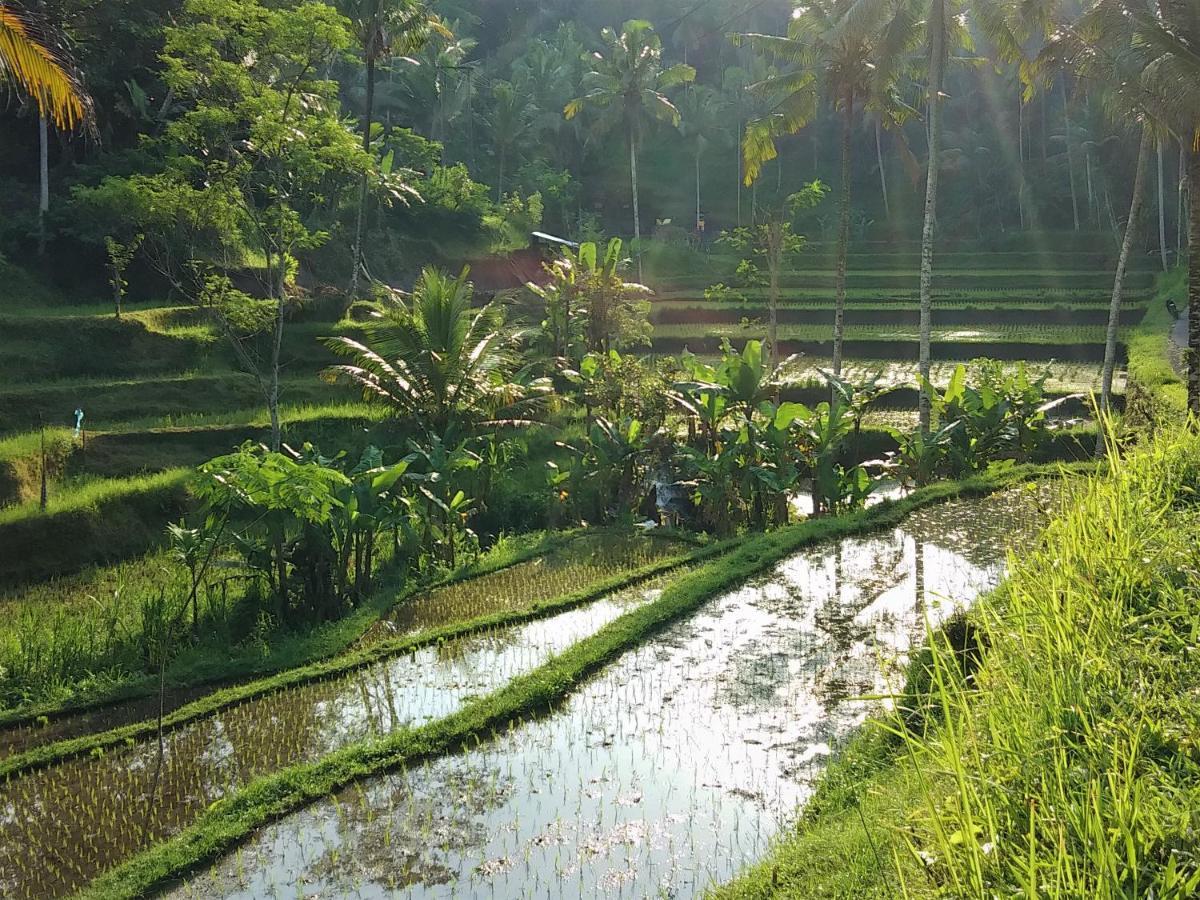 Villa Rimba Ubud เตกากาลัง ภายนอก รูปภาพ