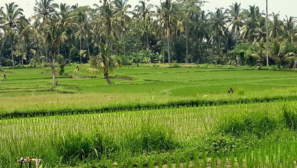 Villa Rimba Ubud เตกากาลัง ภายนอก รูปภาพ
